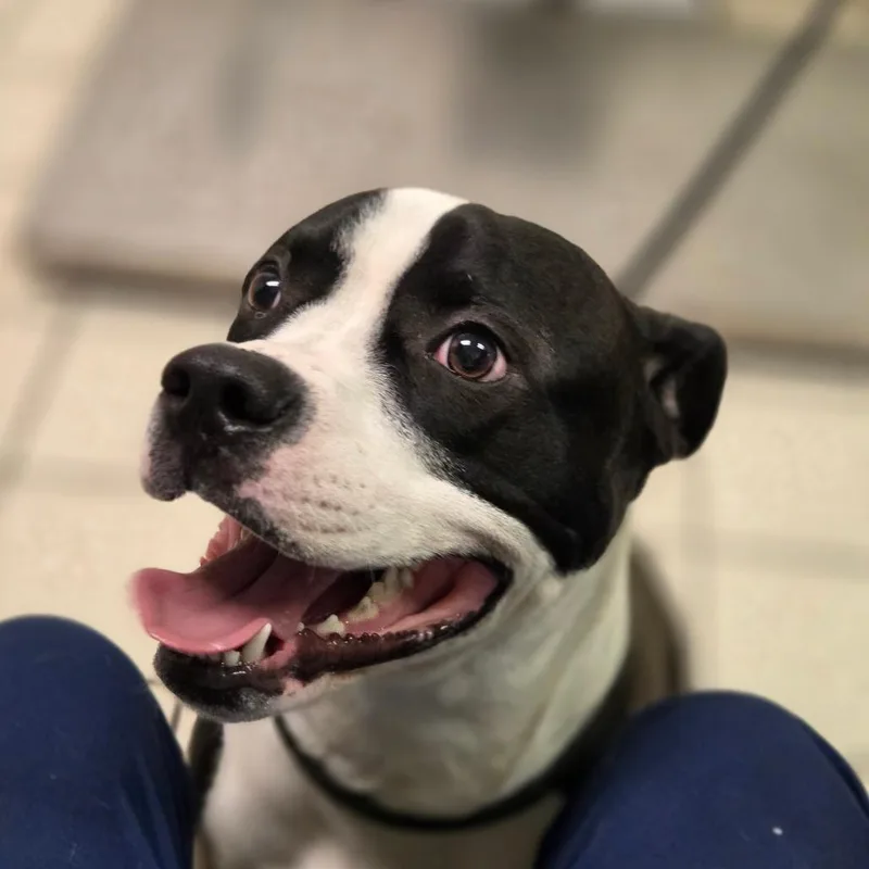 A young medium-sized male Black Mixed Breed dog named The Batman for adoption in Charleston, WV
