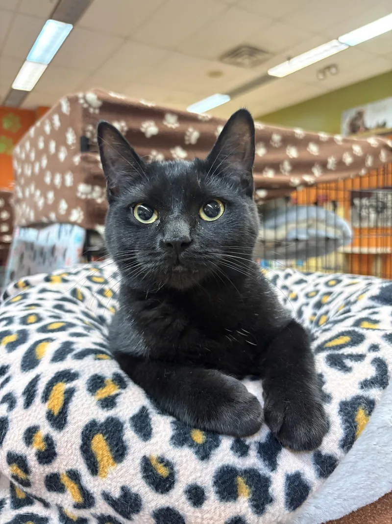 A young medium-sized female Black Domestic Short Hair cat named Minn for adoption in Blasdell, NY