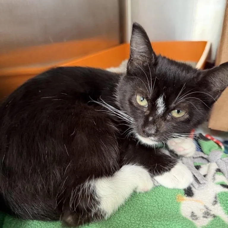 A baby small-sized female Domestic Short Hair cat named Fiammetta for adoption in Los Angeles, CA