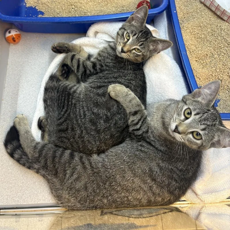 A baby medium-sized male Domestic Short Hair cat named Future for adoption in Pittsburgh, PA