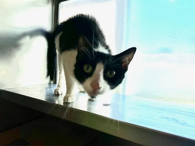 A young medium-sized female Domestic Short Hair cat named Patches for adoption in Boston, MA