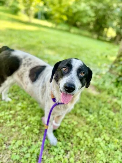 An adult large-sized female Border Collie dog named Maggie for adoption in Morton Grove, IL