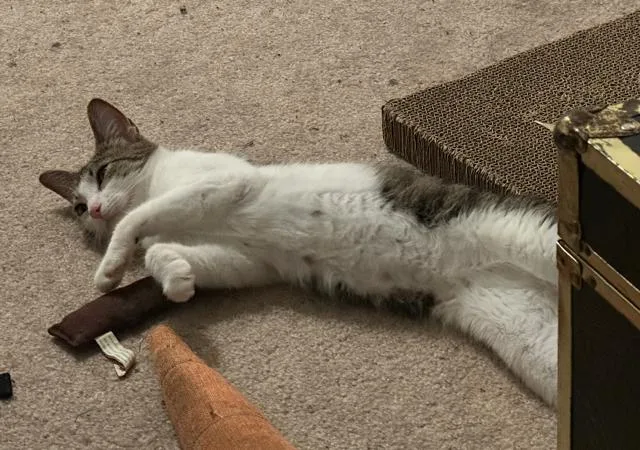 An adult small-sized female Tabby (Brown / Chocolate) Domestic Short Hair cat named Hestia for adoption in Lake Orion, MI
