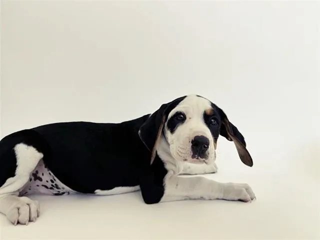 A baby small-sized male Terrier dog named Orien for adoption in Saint Louis, MO