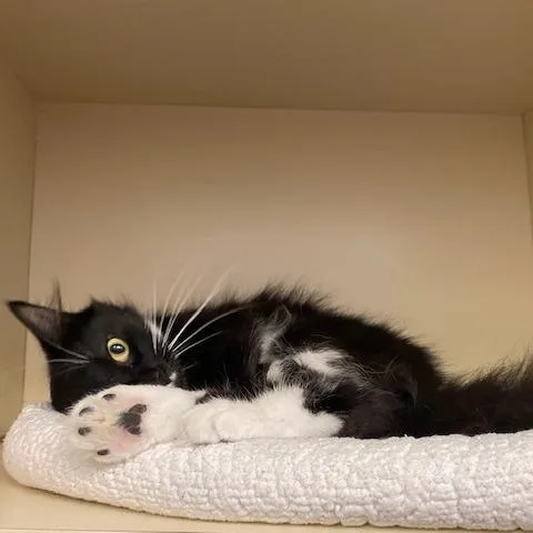 A young medium-sized female Black Domestic Long Hair cat named Queen for adoption in Dayton, OH