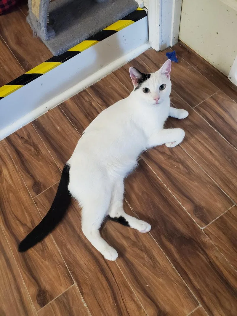 A young medium-sized male Black & White / Tuxedo Domestic Short Hair cat named Carrot for adoption in Kalamazoo, MI