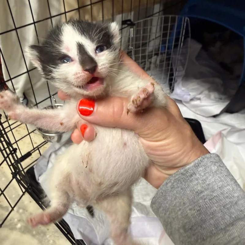 A baby small-sized female White Domestic Short Hair cat named Biscoff for adoption in Middle Village, NY