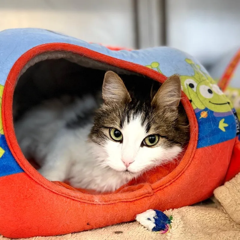 An adult large-sized male Domestic Medium Hair cat named Schwartz&Goose for adoption in Portage, MI