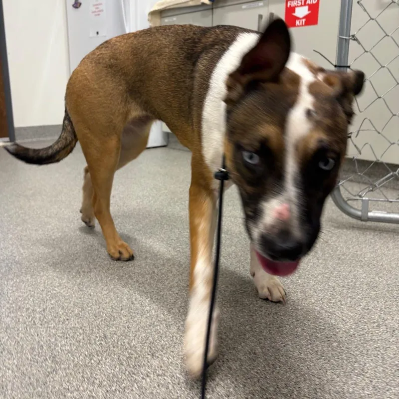 An adult medium-sized female Brown / Chocolate Mixed Breed dog named Lanie for adoption in Matteson, IL