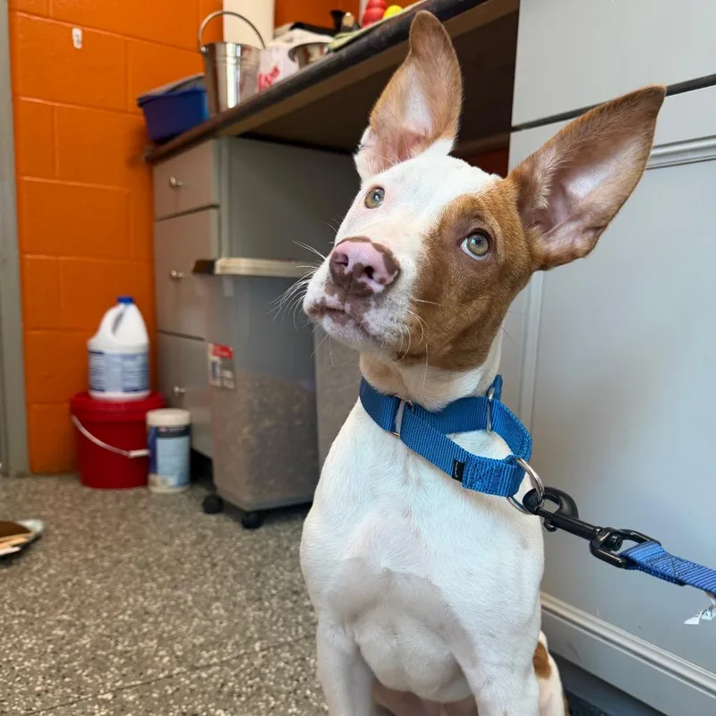 A baby medium-sized male White / Cream Pit Bull Terrier dog named Chance for adoption in Parkersburg, WV