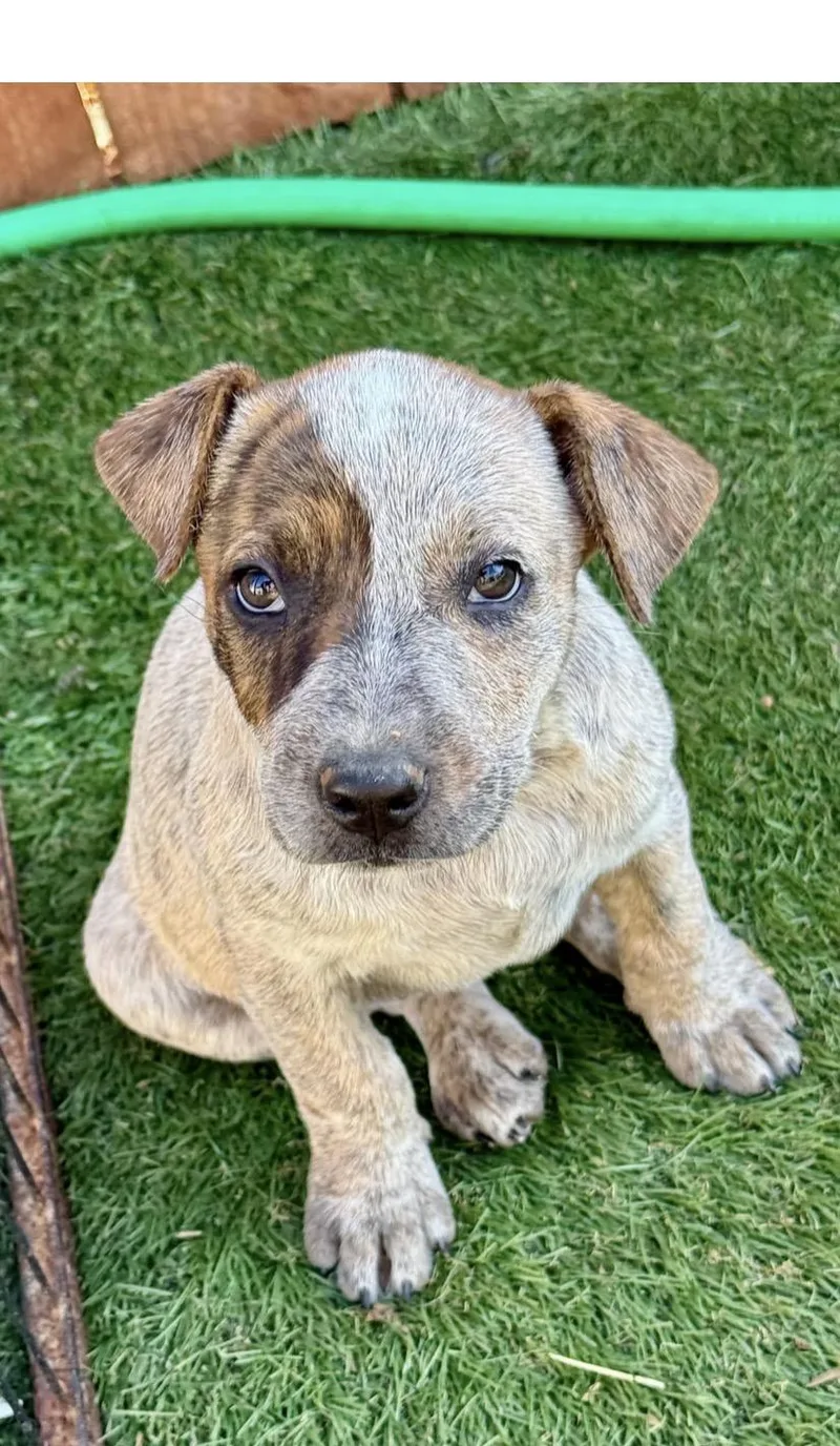 A baby medium-sized female Australian Cattle Dog / Blue Heeler dog named Gwynn for adoption in El Cajon, CA