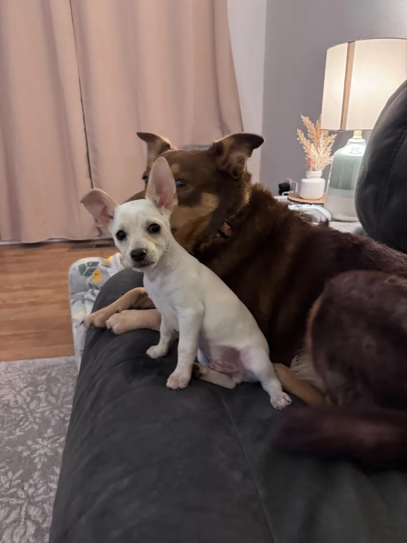 A baby small-sized male Chihuahua dog named Bolt for adoption in Hermiston, OR
