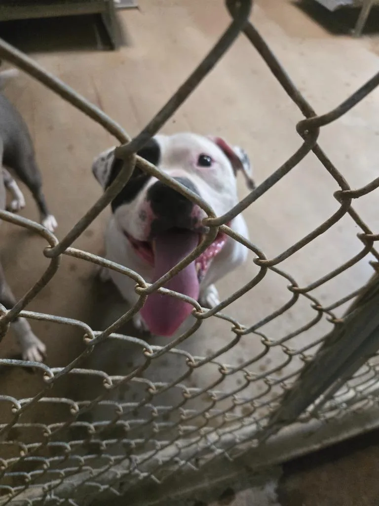 An adult large-sized male Pit Bull Terrier dog named Bull for adoption in Princeton, IN