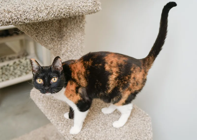 A senior medium-sized female Calico Domestic Short Hair cat named Cali Cat for adoption in Boise, ID