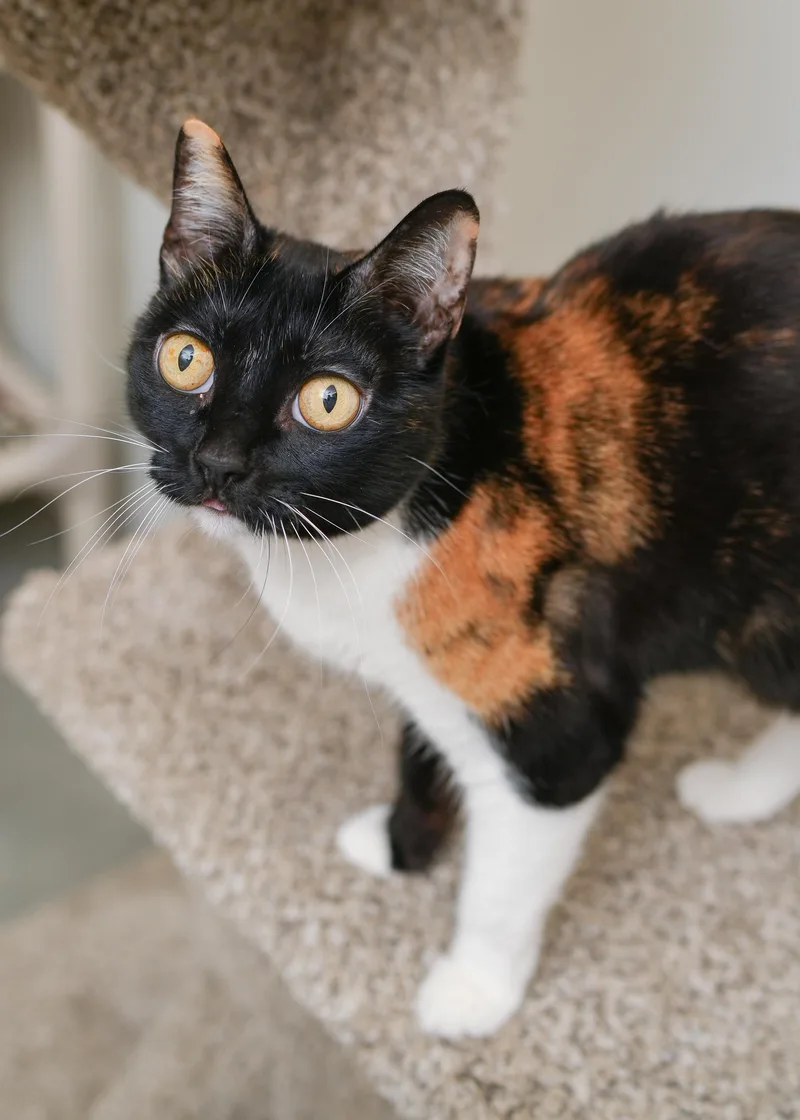 Cali Cat thumbnail 2