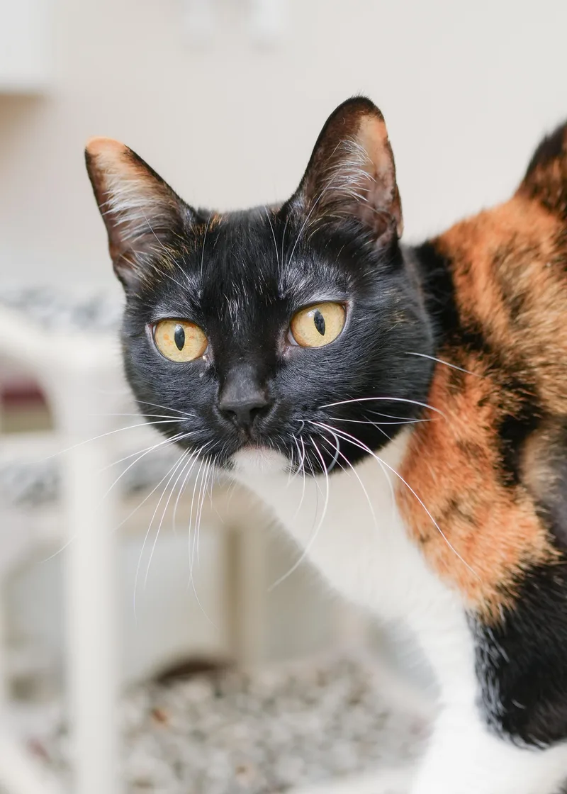 Cali Cat thumbnail 3