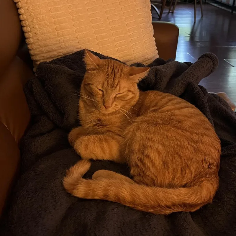 An adult medium-sized male Orange / Red Domestic Short Hair cat named Huxley for adoption in Middle Village, NY