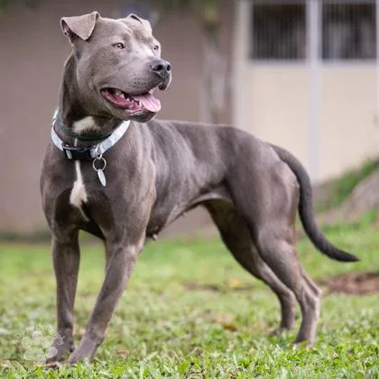 An adult medium-sized female Staffordshire Bull Terrier dog named Peachy for adoption in Honolulu, HI