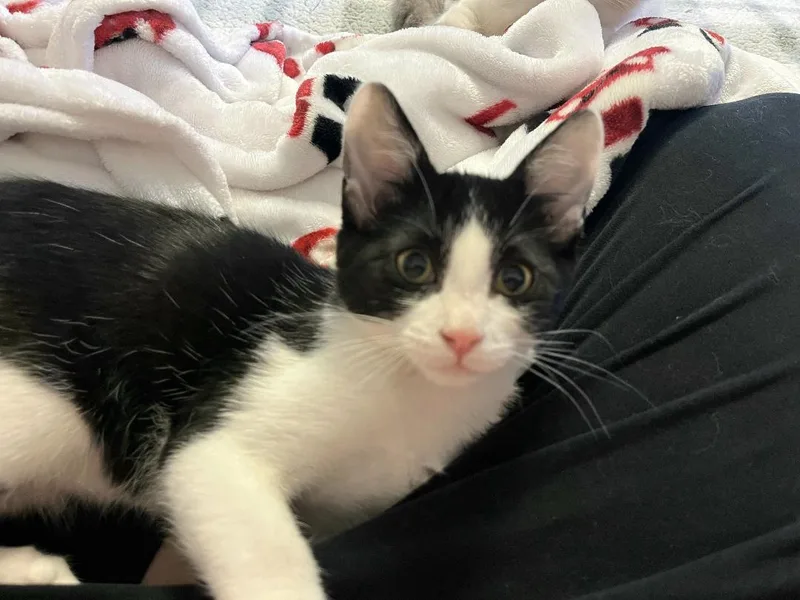 A baby medium-sized male Black & White / Tuxedo Domestic Short Hair cat named Jake for adoption in Kirkland, WA
