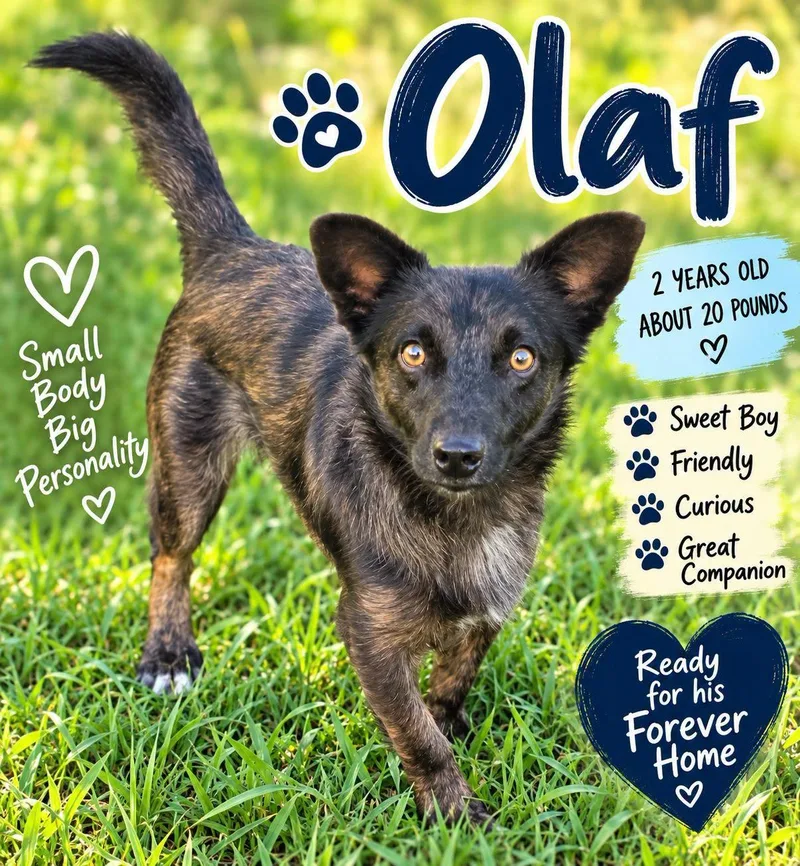 A young small-sized male Terrier dog named Olaf for adoption in Fort Worth, TX
