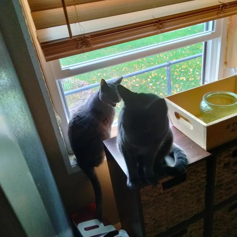 An adult small-sized female Gray / Blue / Silver American Shorthair cat named Baby for adoption in Rochester, MN