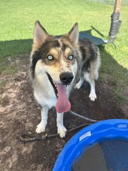 An adult large-sized male Mixed Breed dog named Rowdy for adoption in Manteo, NC