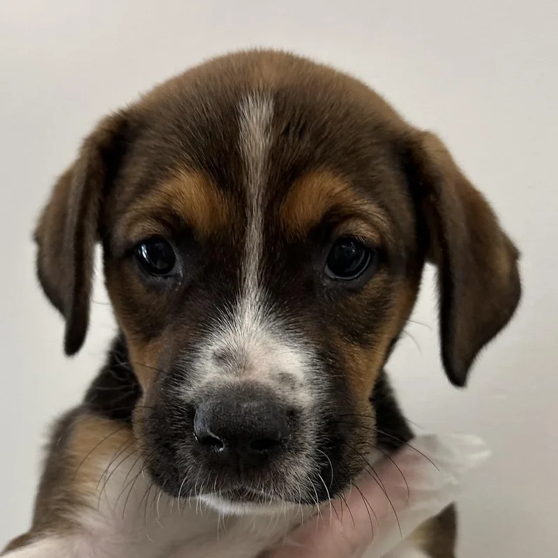 A baby small-sized female Brown / Chocolate Mixed Breed dog named Columbia for adoption in Middletown, RI