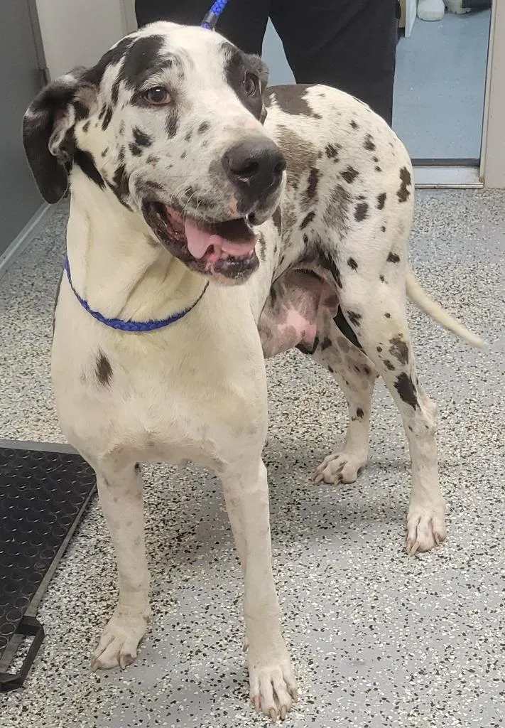 A young large-sized female Great Dane dog named Gaia for adoption in Seven Points, TX