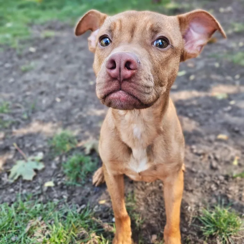 A young medium-sized male Red / Chestnut / Orange Boxer dog named Jj for adoption in Mount Pleasant, MI