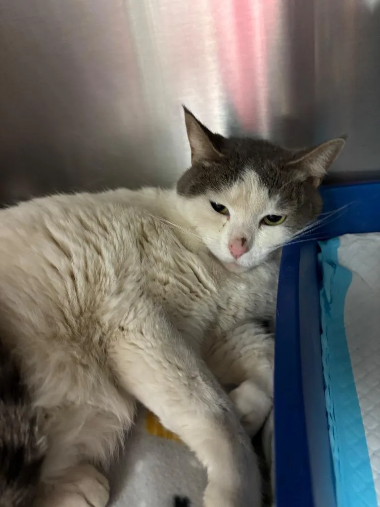 An adult medium-sized female Domestic Short Hair cat named Tootsie for adoption in Chico, CA