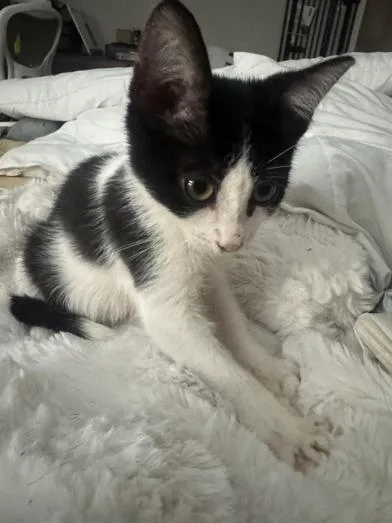 A baby medium-sized male Black & White / Tuxedo Domestic Short Hair cat named Groot for adoption in Liverpool, TX
