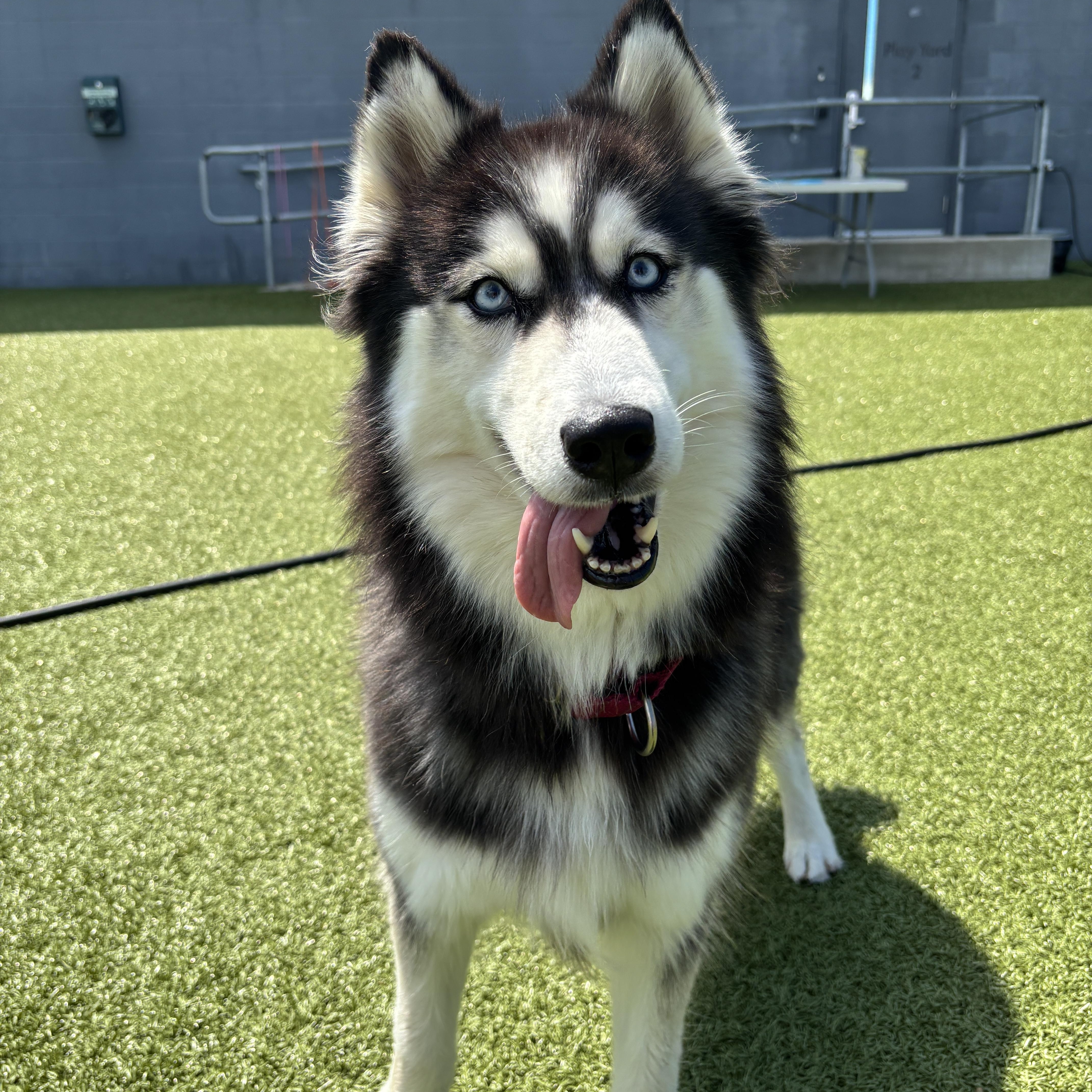 An adult medium-sized female Black Siberian Husky dog named Tango for adoption in Columbus, OH