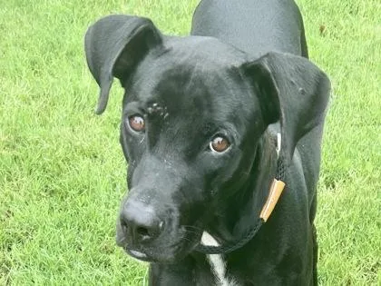 An adult medium-sized female Black Mixed Breed dog named Stormy for adoption in Georgetown, TX