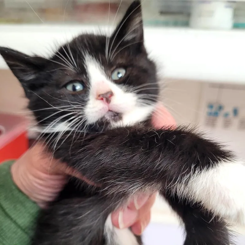 A baby small-sized female Domestic Short Hair cat named Tallia for adoption in Allyn, WA