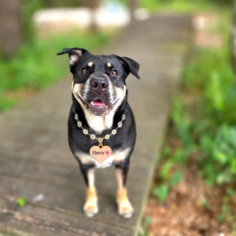 An adult medium-sized female Black Mixed Breed dog named Elexis for adoption in Port Charlotte, FL