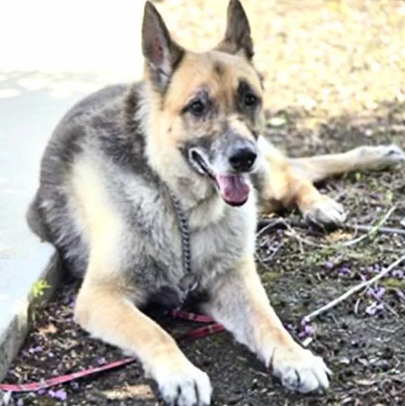 A senior medium-sized male German Shepherd Dog dog named Ricardo for adoption in Houston, TX