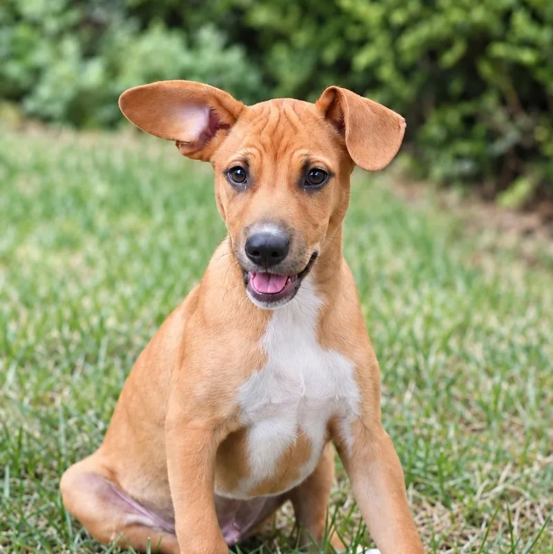 A baby medium-sized male Golden Beagle dog named Malleus for adoption in Richmond, VA