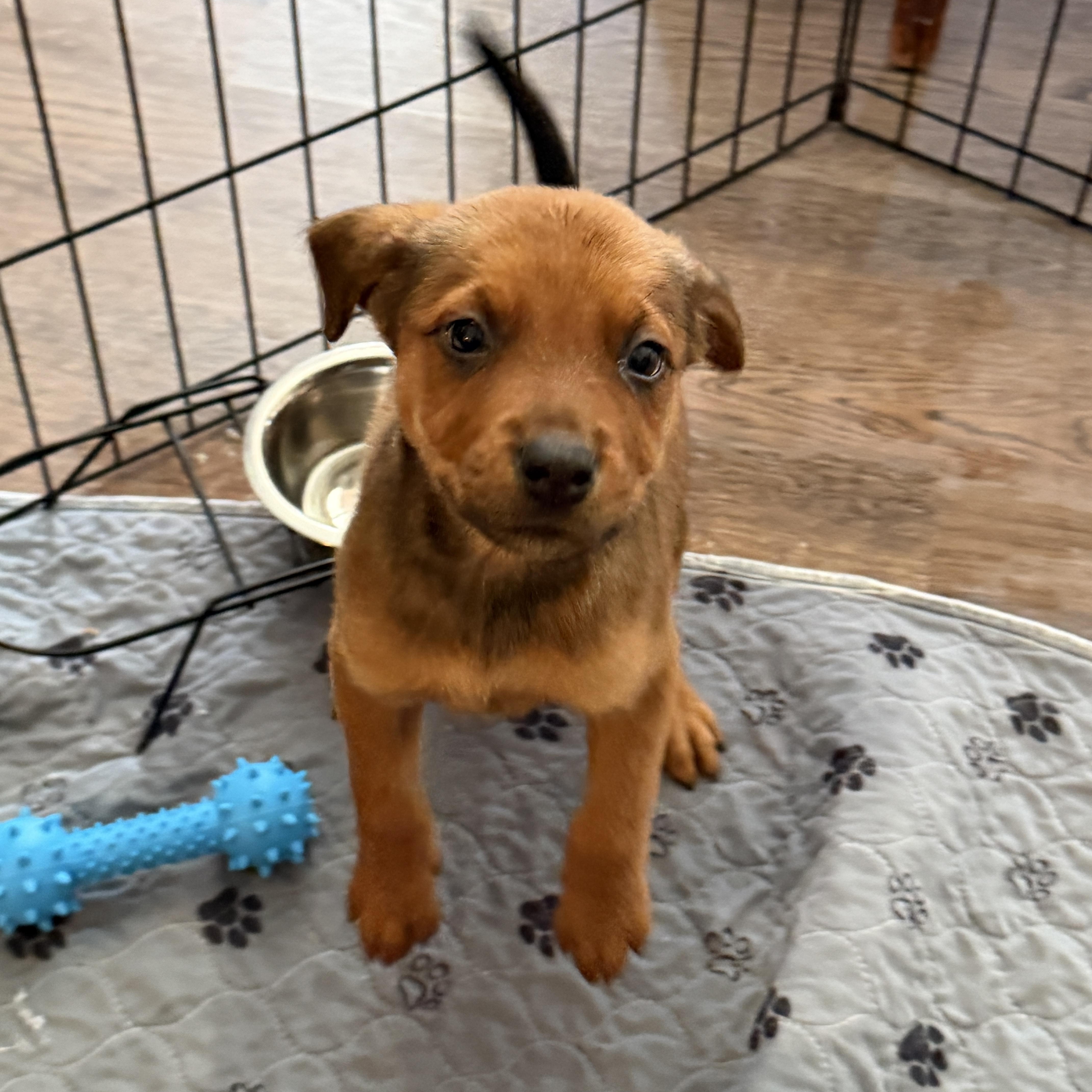 A baby medium-sized female Bicolor Mixed Breed dog named Maple for adoption in Jeffersonville, IN