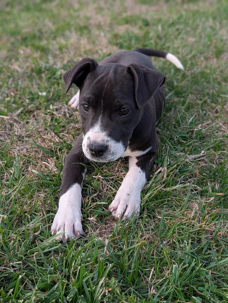 A baby medium-sized female Hound dog named Artemis for adoption in Hinton, WV
