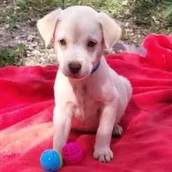 A baby medium-sized male Yellow / Tan / Blond / Fawn Labrador Retriever dog named Muddles for adoption in Oceanside, NY