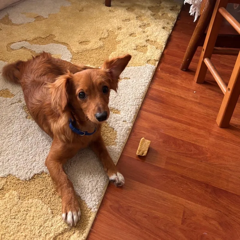 A young small-sized male Brown / Chocolate Chihuahua dog named Solomon for adoption in Staten Island, NY