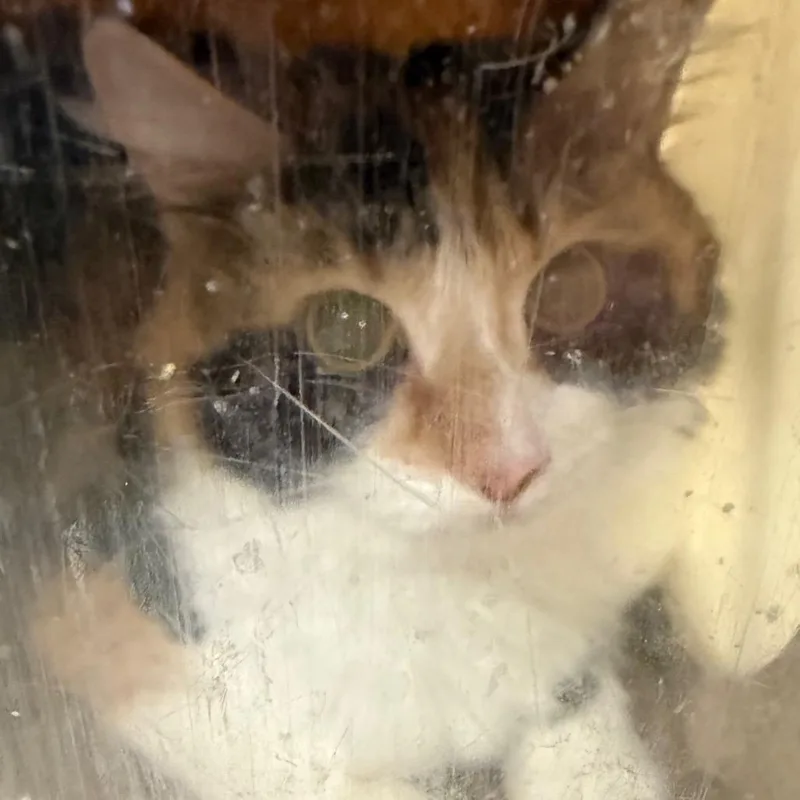 An adult medium-sized female Domestic Medium Hair cat named Nikki for adoption in Birmingham, AL