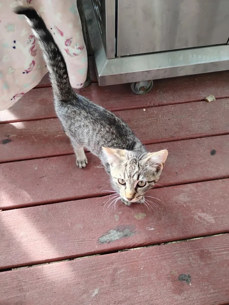 A baby medium-sized male Domestic Short Hair cat named Mr. Fruity for adoption in Fort Oglethorpe, GA