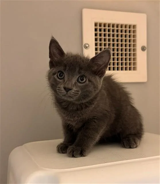 A baby small-sized male Domestic Short Hair cat named Lyric for adoption in Statesville, NC