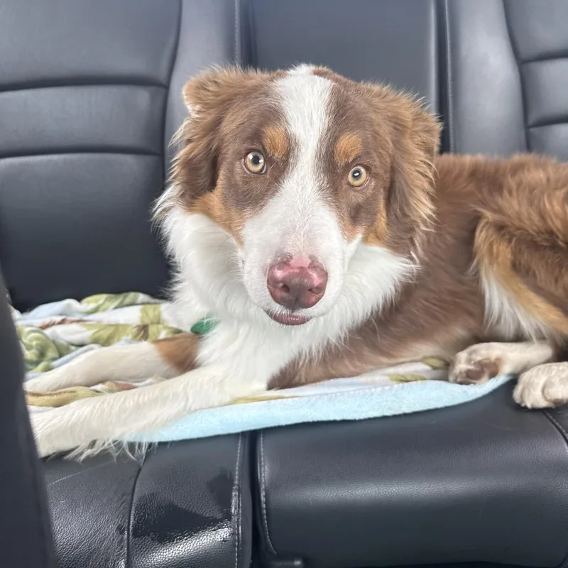 An adult small-sized male Brown / Chocolate Border Collie dog named Chip for adoption in Rockville, MD