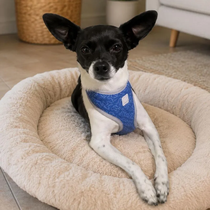 A senior small-sized male Black Chihuahua dog named Coquis for adoption in San Diego, CA