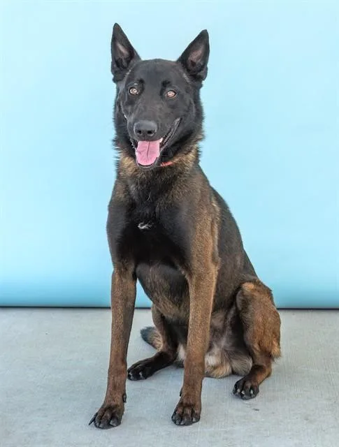 A young large-sized male Belgian Shepherd / Malinois dog named Ram for adoption in Baldwin Park, CA