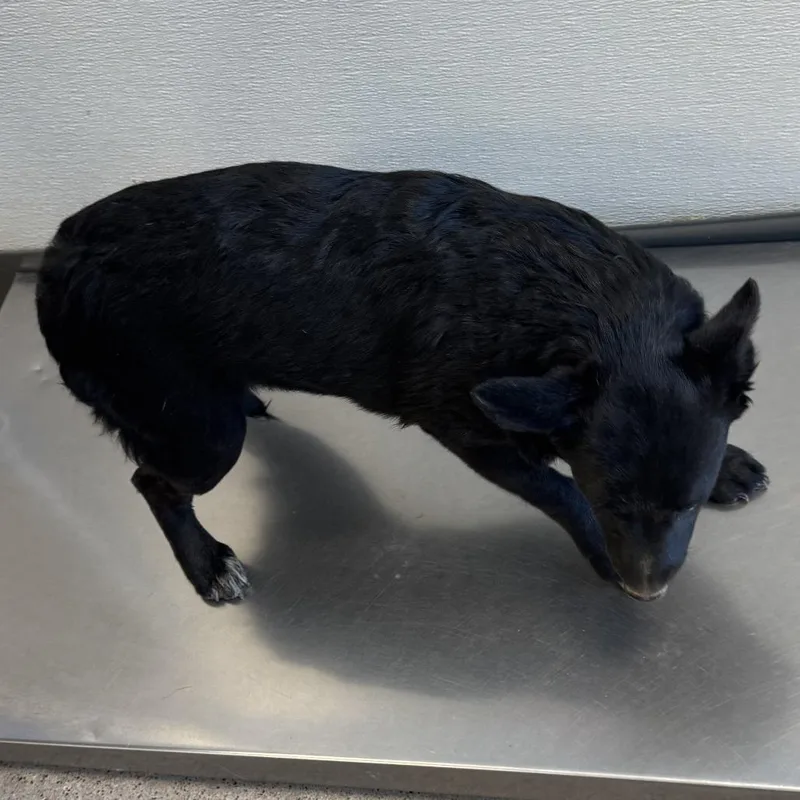A baby small-sized female Black Mixed Breed dog named Tennessee for adoption in Las Cruces, NM