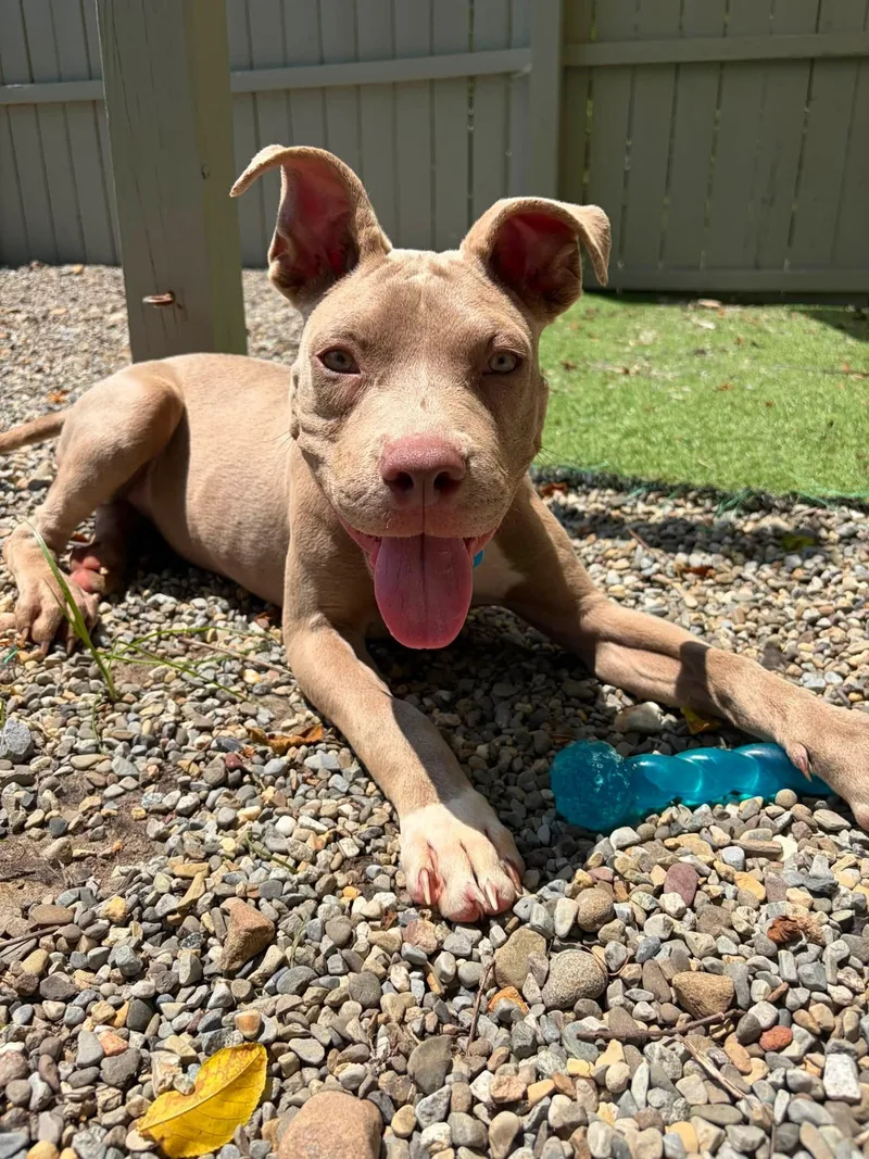 A young medium-sized female Apricot / Beige Pit Bull Terrier dog named Shakira for adoption in Breinigsville, PA