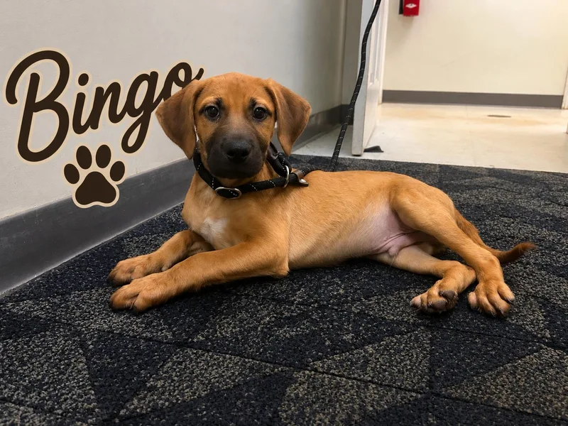 A baby medium-sized male Labrador Retriever dog named Bingo for adoption in Carmel, NY